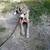 🐾 REAL WORLD DOG TRAINING & BOARDING – ANNAPOLIS | SPECIALS 🤩👀👇 19 thumbnail