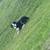 Mini Aussie 3 thumbnail