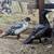 Muscovy ducks 3 thumbnail