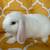 Rabbit 2 thumbnail