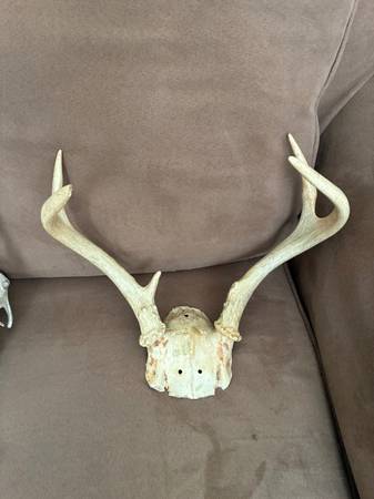 Deer ANTLER set , ready to hang up 1