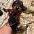 Doxie 5 thumbnail