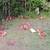 ISA BROWN  LAYER pullets 5 thumbnail