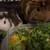 Two Male Guinea Pigs (Rehoming) 2 thumbnail