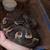 Chocolate GHI Ball python 2 thumbnail
