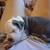 Bully pups 4 thumbnail