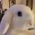 Male Holland Lop Blue Eyes Bunny Rabbit $30 5 thumbnail