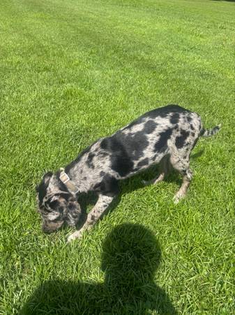 4 Month Old Aussie Lab X Coonhound (Kinston)63382781724673122