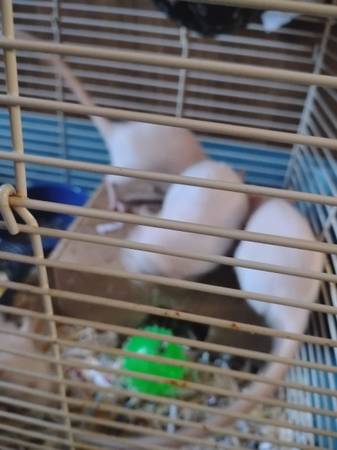Pet rats (Yukon)63670591267971123