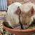 Kunekune piglets 6 thumbnail