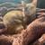 CAT MISSING FROM SAGINAW 3 thumbnail