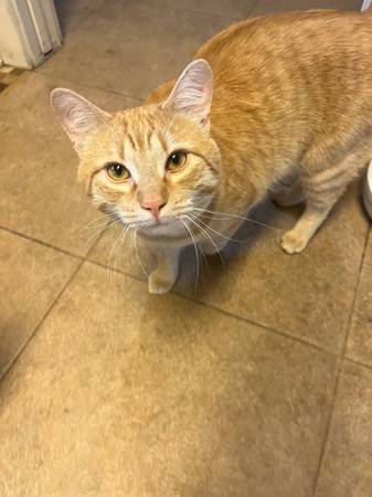 Orange Male Cat (Malaga)63761970815491120