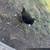 Chickens 13 thumbnail
