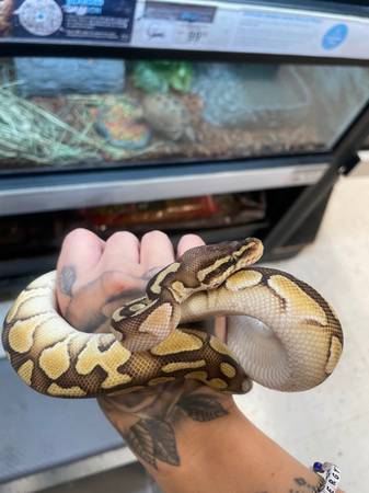 Female ball python needs new home .63959230509699123