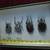 4 Goliath beetles in Display Case. 6 thumbnail