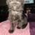Couple kittens to rehome 2 thumbnail