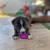 Rehoming puppies 8 thumbnail