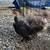 Bantam Turkens 1 thumbnail