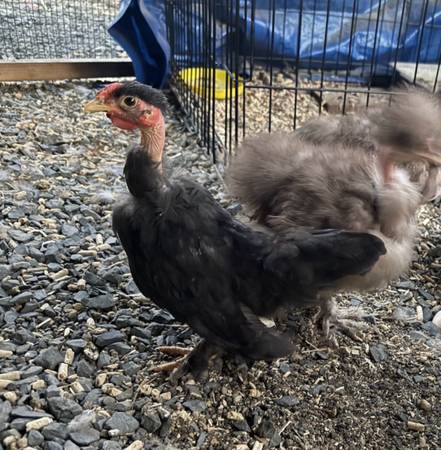 Bantam Turkens 1