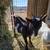 Rehoming 2 pygmy goats 2 thumbnail