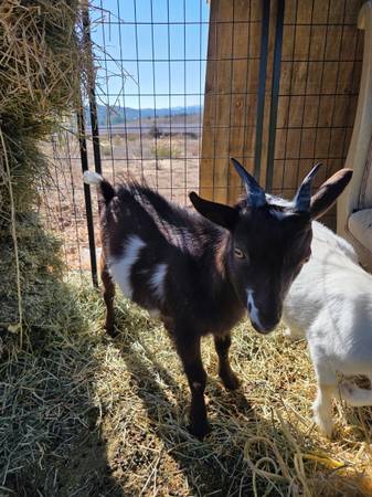 Reubicación de 2 cabras enanas (Valley Center)63841744830211121