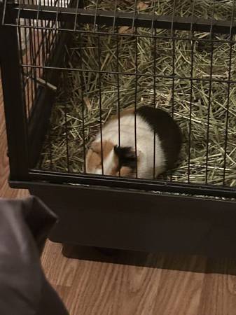 2 year old guinea pig 1