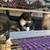 Barn Kitties 4 thumbnail
