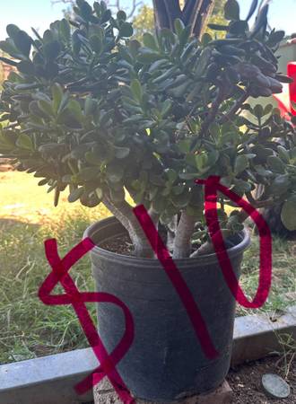 Plantas variadas (Elk Grove)5367610612816486414