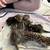 Bengal kittens 1 thumbnail