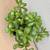 Live 12" Jade Plant 2 L🌿 Air Purifier 💚 3 thumbnail
