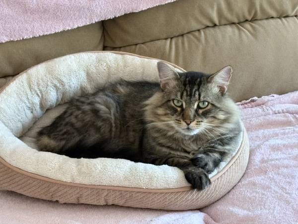 Lost Cat! 1