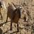 Registrable full size Nubian doelings 3 thumbnail