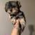 Yorkies 3 thumbnail