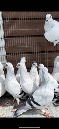 Pigeons 1