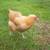 22 wk old Heritage Breed Pullets 3 thumbnail