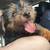 6 month old yorkie 3 thumbnail