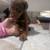 Doberman puppies 6 thumbnail