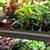 Houseplants Galore 6 thumbnail