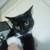 Free cat around a year old 1 thumbnail