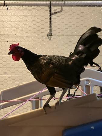 rehoming four roosters63978326847234121