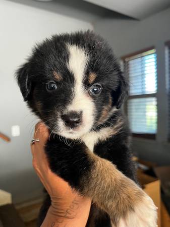Mini aussie puppies (Guthrie)63976603295746121