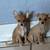 Rehoming Chihuahua Mix Pups 7 thumbnail