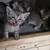 Egyptian Mau Mix Kittens 4 thumbnail