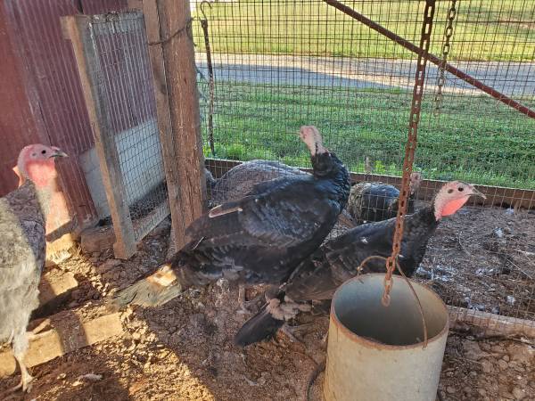 Turkeys 1