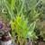 Canna Lily 1 thumbnail