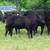 Beef cattle 7 thumbnail