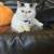 Boy Exotic shorthair kitten 4 thumbnail