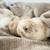 Bunny 3 thumbnail