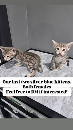 We want good home for savannah kitten (San Leandro)63852312257411122