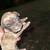 Pitbull puppies 14 thumbnail